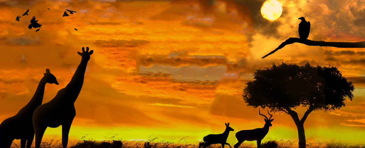 Read more about the article Safari Heat